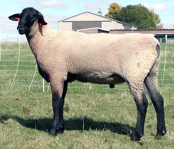 2006 lamb crop