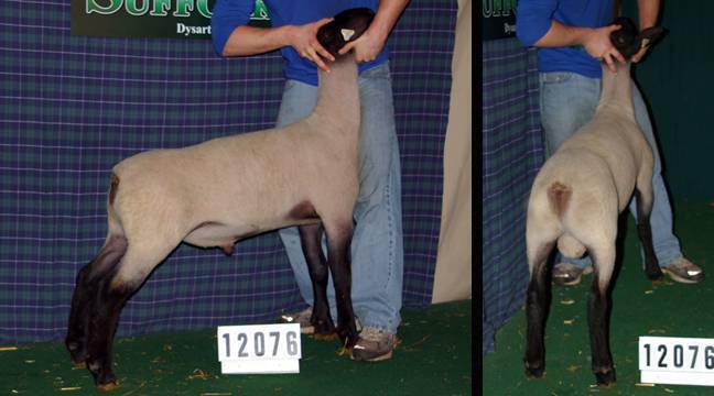 http://www.breedingsheeppage.com/kimm/images/2012/catalog/12076.jpg